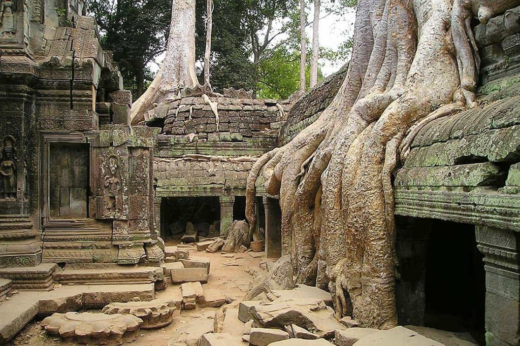 ta prohm cambodia jungle