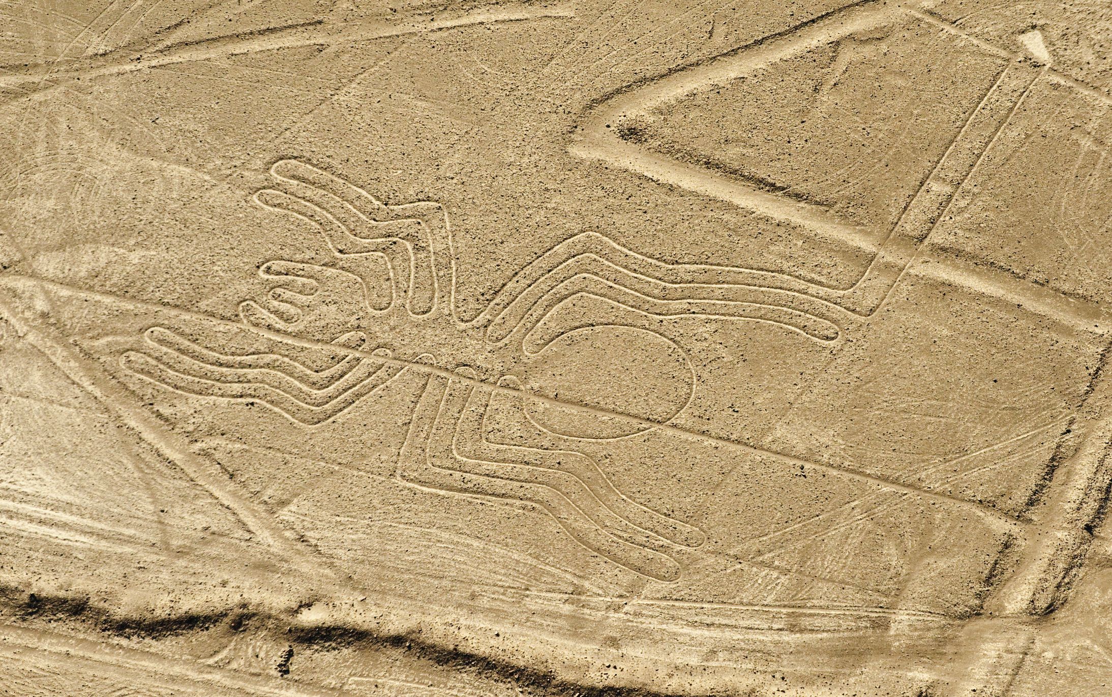 Nazca Lines spider